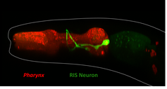 Das RIS-Neuron (grün) im Rachen des Fadenwurms C. elegans.
Quelle: Wagner Steuer Costa (idw)