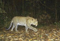 Java-Leopard im Gunung Malabar Schutzwald, West-Java.
Quelle: Foto: Conservation International Indonesia (idw)