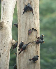 Der Grosbeak Starling (Scissirostrum dubium) ist eine in Kolonien brütende Vogelart, die ausschließlich auf der indonesischen Insel Sulawesi (Indonesien) zu finden ist. Für die Anlage ihrer Bruthöhlen benötigt die Art große tote Bäume in der Waldrandzone, die durch die Intensivierung der Landnutzung an den Grenzen von Schutzgebieten zunehmend verloren gehen.
Quelle: (Foto: Christian H. Schulze) (idw)