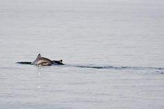 Schweinswale sind weit verbreitet - so auch in der Ost- und Nordsee.
Quelle: Foto: Jonas Teilmann (idw)