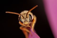 Die Wildbiene Halictus subauratu
Quelle: Bildquelle: A. Haselböck (idw)