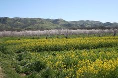 Kleine, ökologisch bewirtschaftete Mandelplantage mit angrenzendem Naturhabitat und einem Senfacker (in Nordkalifornien)
Quelle: Foto: A. Klein (idw)