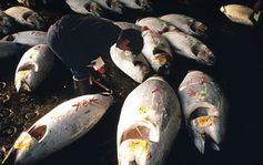 Roter Tunfisch gehört zu den bedrohten Fischarten - (c) WWF