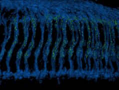 Bild 2:  3D–Rekonstruktion des optischen Ganglions von Drosophila
Quelle: Dr. Atsushi SUGIE / DZNE (idw)