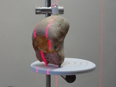 Mittels 3D-Laseroberflächenabtastung wurden die Zungenbeine von Brüllaffen untersucht.
Quelle: Copyright: Jacob Dunn (idw)
