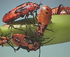 4. und 5. Larvenstadium der Ritterwanzen. Man erkennt deutlich die sich entwickelnden Flügel. [Quelle: Urs Wyss, Kiel]