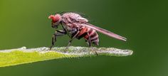 Die Taufliege oder Fruchtfliege wird nur knapp zwei Millimeter groß, ist aber ein Superstar unter den Versuchstieren, denn und das erstaunt: Ihre Erbinformation ist zu 60 Prozent identisch mit der des Menschen. Zwei Drittel aller Gene, die beim Menschen Krankheiten verursachen, sind auch bei der Fliege vorhanden. Natürlich gibt es Tiere, die uns viel ähnlicher sind, die Wissenschaft braucht einfache Organismen, die unmissverständliche, nicht komplexe Ergebnisse zeigen.