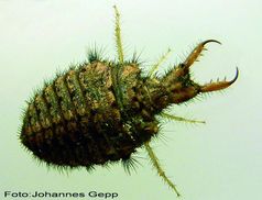 Der Ameisenlöwe ist das Larvenstadium eines libellenähnlichen Insektes. Meist sind nur die Zangen am Grund des Fangtrichters erkennbar. Bild: Johannes Gepp, Graz