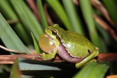 Der European Laubfrosch (Hyla arborea) besiedelt die nördlichen Breiten  nach der letzten Eiszeit vo
Quelle: Christophe Dufresnes (idw)