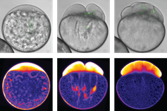 Während die Zellteilung in der Zebrafisch-Eizelle einsetzt, entmischen sich Cytoplasma und Dottergranulate. Obere Bildreihe: Hellfeldaufnahmen der Entwicklung des Zebrafisch-Embryos
Quelle: IST Austria/Heisenberg group (idw)