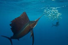 Ein Segelfisch führt seinen Schnabel durch einen Sardinenschwarm.
Quelle: Foto: Rodrigo Friscione (idw)