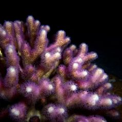 Eine der untersuchten Korallenarten (die Griffelkoralle Stylophora) mit geöffneten Polypententakeln bei Nacht Quelle: "Foto: Dr. Ulisse Cardini" (idw)