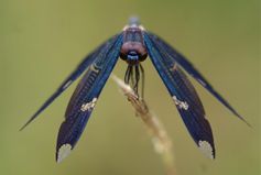 Rhyothemis fenestrina
Quelle: Bild frei zur Veröffentlichung bei Nennung der Quelle: Frank Suhling / TU Braunschweig (idw)