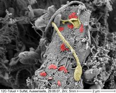 Die elektronenmikroskopische Aufnahme zeigt Bakterien (Hyphomicrobium sp.; gelb), die z. T. auf festen Oberflächen, Böden oder sedimentkörnern aufwachsen. Während des Wachstums sterben auch immer Zellen ab und deformierte bzw. fragmentierende Zellhüllen bleiben zurück. Kleinteilige Fragmente dieser Hüllen (rot) stellen dann die mikropartikuläre Matrix in Böden und Sedimenten dar.
Quelle: Foto: Burkhard Schmidt-Brücken, Institute of Material science/TU Dresden;  Kolorierung: Christian Schurig/ UFZ (idw)