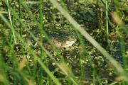 Der ursprünglich nur in Osteuropa vorkommende Seefrosch (Rana ridibunda) hat sich von Zentralasien bis nach Frankreich und Spanien verbreitet. Foto: Dirk Schmeller/UFZ