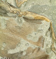 Fossile Haut des untersuchten Ichthyosauriers (rechte Bauchflosse).
Quelle: Foto: Johan Lindgren (idw)