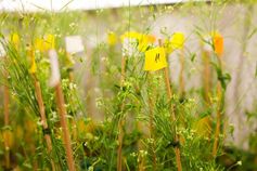 :  Im „1001 Genome Project“ wurden Genomsequenzen von über 1000 Arabidopsis-Exemplaren analysiert.
Quelle: Jörg Abendroth/ Max-Planck-Institut für Entwicklungsbiologie (idw)