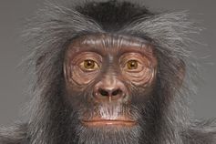 Sahelanthropus tchadensis © Atelier Wildlife Art für Hessisches Landesmuseum Darmstadt
Quelle: Foto: Wolfgang Fuhrmannek, HLMD (idw)