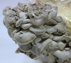 « Grifola frondosa, dt.: Klapperschwamm, jap.: Maitake graubraune Hüte, die sich zu einem büschelförmigen Schwamm von bis zu 40 cm überlappen, hauptsächlich im Herbst an Füßen von Eichen, Kastanien und Buchen. Quelle: MykoTroph AG