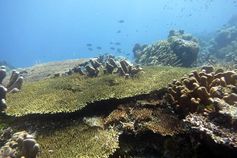 Intaktes Korallenriff in Raja Ampat
Quelle: Foto: Hauke Schwieder, ZMT (idw)