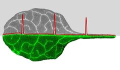 Elektrische Signale (Aktionspotentiale) laufen entlang der Siebröhren durch Blätter und andere Organ
Quelle: (Bild: Rosalia Deeken / Sönke Scherzer /Christian Wiese) (idw)