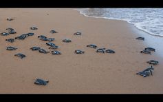 Meeresschildkröten auf dem Weg ins Leben
Quelle: PD Dr. Rolf Schneider (HU Berlin) (idw)