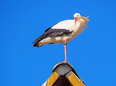 Louis Mitte März auf einem alten Schulgebäude in Pfohren, 30 Kilometer vom Bodensee entfernt.
Quelle: MPI f. Ornithologie/ Animal Tracker (idw)