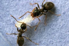 Ameisen mit Puppe
Quelle: Christopher Pull (idw)