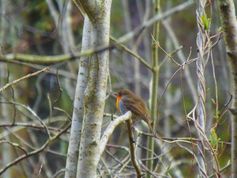 Das Rotkehlchen gehört zu den Vogelarten, die von der nächtlichen Beleuchtung am stärksten beeinflusst werden. Quelle: Arnaud Da Silva (idw)