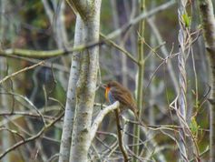 Das Rotkehlchen gehört zu den Vogelarten, die von der nächtlichen Beleuchtung am stärksten beeinflusst werden. Quelle: Arnaud Da Silva (idw)