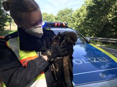 Verletzter Bussard in den Armen einer Polizistin Bild: PI Saarlouis