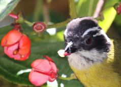 Ein Weißbrauen-Buschtangar (Chlorospingus pileatus), der ein soeben aus der Blüte von Axinaea costar
Quelle: Copyright: Florian Etl (idw)