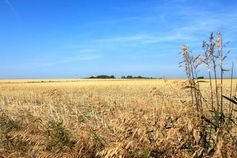 Die Felder, die nach den Plänen der Investoren ein 15 Hektar großes Industrieareal werden sollen. Bild: "obs/Bewahrt Fehmarn!/Mirko Kaminski"