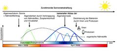 Schema zum Verlauf der Algen-Bakterieninteraktion im Frühjahr 2009. Nur knapp zwei Monate dauert es, bis eine Algenblüte entsteht und durch die darauffolgende Bakterioplanktonblüte vollständig abgebaut wird.
Quelle: H. Teeling/R. Dunker, Max-Planck-Institut für Marine Mikrobiologie (idw)