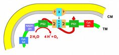 Membranmodell mit Proteinkomplexen des photosynthetischen und respiratorischen Elektronentransports (einschließlich Cytochrom b6f-Komplex - b6f) Grafik: RUB