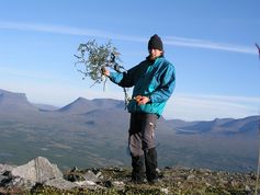 Zwergbirken der schwedischen Tundra nördlich des Polarkreises werden vermessen und für die Analysen ins Labor gebracht. Quelle: Foto: Martin Hallinger (idw)