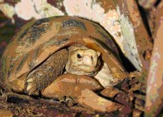 Weniger stark von klimatischen Veränderungen betroffen ist die von der IUCN als „stark gefährdet”  eingestufte, Gelbkopf-Landschildkröte (Indotestudo elongata) deren großes Verbreitungsgebiet sich klimabedingt um weniger als 20% verringert .
Quelle: F. Ihlow (idw)