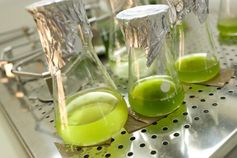 Biologen der Universität Bielefeld haben Zellulose zu Grünalgenkulturen hinzugefügt und mit biochemischen und molekularbiologischen Methoden sichtbar gemacht, dass die Algen die Zellulose zu einfachen Zuckern abbauen und als Energiequelle nutzen können.
Quelle: Universität Bielefeld (idw)