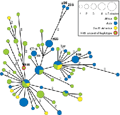 Abb. 2: Ein minimal spannender Baum mit 59 Genotypen basierend auf 88 informative Polymorphismen. Die Quellen der Isolate nach Kontinenten sind durch entsprechende Farben gekennzeichnet. Bild: Philippe Roumagnac et al.