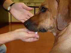 Speichelprobenentnahme beim Hund mittels spezieller Wattepats.
Quelle: Copyright: Iris Schöberl, Universität Wien (idw)