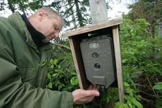 Fotofallen sind ein wichtiges Instrument, um die scheuen Luchse aufzuspüren. Hier liest ein National
Quelle: Gerhard Eisenschink / NP Bayerischer Wald (idw)