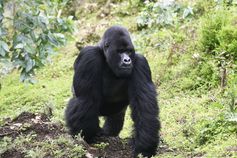 Berggorilla (Gorilla gorilla beringei), Ruanda © Roger HOOPER / WWF-Canon 