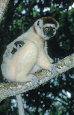 Die sicherlich bekanntesten Tiere Madagaskars sind die Lemuren, deren Vorfahren vor etwa 70 Millionen Jahren nach Madagaskar kamen und seitdem in völliger Isolation auf der Insel lebten. Das Bild zeigt einen Sifaka, Propithecus cocquereli.Quelle: Miguel Vences, TU Braunschweig (idw)