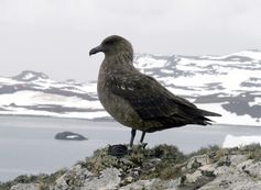 Südpolar-Skua mit GLS-Logger am rechten Bein.Bild: Matthias Kopp/FSU (idw)