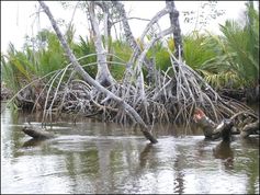 Der falsche Weg: Mangrovenwald entlang der Küste. Bild: Universität Hohenheim