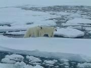 Die Klimaerwärmung bedroht arktische Ökosysteme, auch den Lebensraum der Eisbären. Bild: Martin Frank/ IFM-GEOMAR