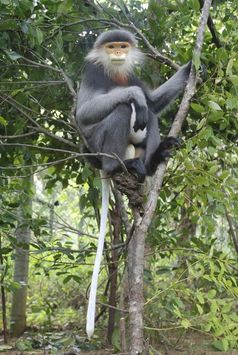 Der in Vietnam beheimatete Grauschenkel-Kleideraffe (Pygathrix cinerea) gehört zu den 25 am stärksten bedrohten Primaten der Welt 2012.
Quelle: Foto: Tilo Nadler / Deutsches Primtenzentrum GmbH (idw)