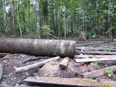 Abholzung gehört zu den Hauptursachen des Biodiversitätsverlustes in den Tropen. Sie wirkt im Besond
Quelle: Foto: Margaretha Pangau-Adam (idw)