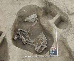 Skelett einer im Palast bestatteten Pferdestute Österreichisches Archäologisches Institut (ÖAI) Kairo
