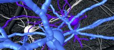 Nervenzell-„Trio“ (in Farbe), das im dichten Netzwerk des Gehirns auf besondere Weise miteinander verbunden ist (in grau). Bild: Max-Planck-Institut für Hirnforschung (idw)
